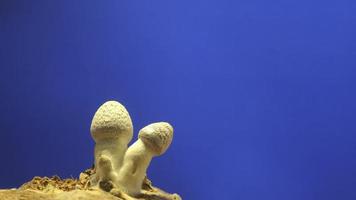 Growing mushrooms rising from soil time lapse 4k footage on blue screen background. video