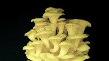 funghi di ostrica in crescita in aumento dal metraggio di lasso di tempo 4K del suolo. video