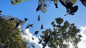 animal pájaro palomas volando en la naturaleza video