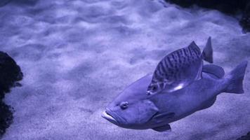 poissons animaux dans un aquarium sous-marin pur