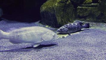 dierlijke vissen in puur onderwateraquarium