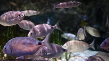 Peces de animales en acuario submarino puro. video