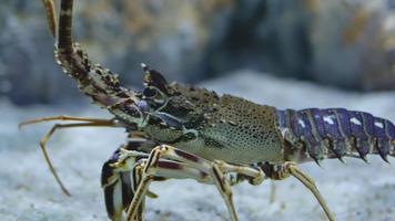 Spiny Lobster Species in Underwater