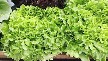 laitue de légumes frais dans une épicerie video