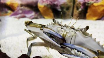 espécies de lagosta espinhosa no fundo do mar video