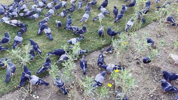 Animal Bird Pigeons on Ground video
