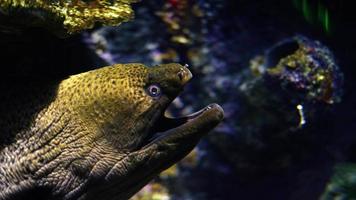 Moray Eel Fish in Underwater video
