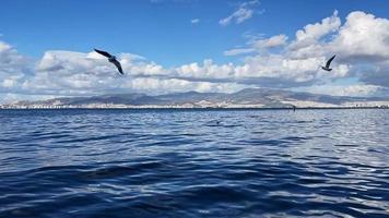 el mar en calma y las gaviotas video