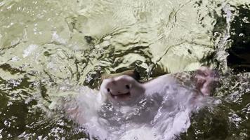 Stachelrochen in einem Pool schwimmen an die Oberfläche video