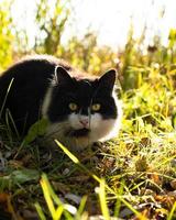 black and white cat basking in the sun in the grass