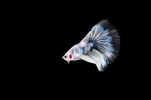 Beautiful colorful of siamese betta fish photo