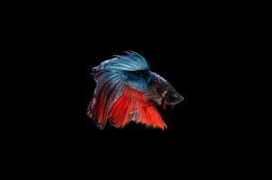 Beautiful colorful of siamese betta fish photo