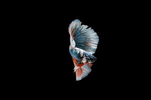 Beautiful colorful of siamese betta fish photo