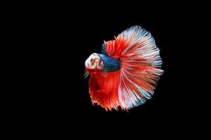 Beautiful colorful of siamese betta fish photo