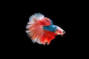 Hermoso colorido de peces betta siameses foto