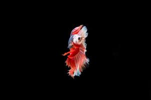 Beautiful colorful of siamese betta fish photo