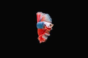 Beautiful colorful of siamese betta fish photo