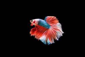 Beautiful colorful of siamese betta fish photo