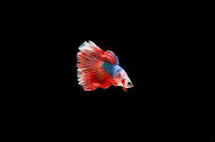 Hermoso colorido de peces betta siameses foto