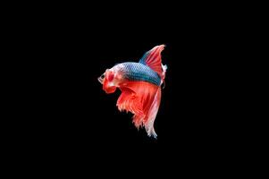 Beautiful colorful of siamese betta fish photo