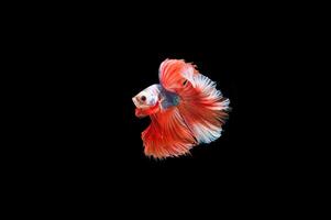 Hermoso colorido de peces betta siameses foto