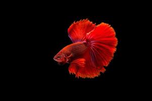 Hermoso colorido de peces betta siameses foto