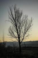 oscura silueta abstracta de un árbol desnudo durante la puesta de sol. foto