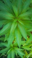 green leaf plant Tropical leaves beautiful texture of green leaves floral arrangement nature backdrop isolated photo