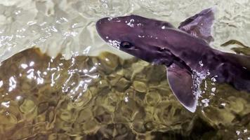 espèces de requins lévriers gris lisses sous l'eau video