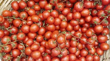 muitos tomates vegetais orgânicos em uma cesta de madeira video