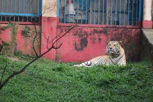 Royal bengal tiger in the zoo photo