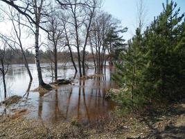 árboles en primavera inundaciones en el río gauja foto