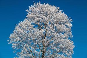 gran árbol cubierto de nieve foto