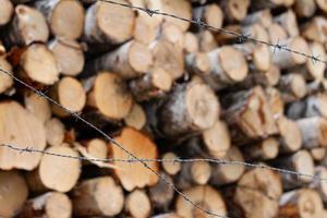 Birch Logs Behind Barbed Wire photo