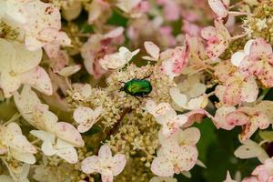 chafer rosa verde en hortensias foto