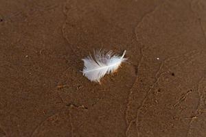 pluma blanca solitaria en arenas texturizadas foto