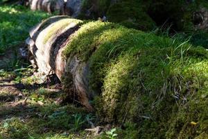 árbol caído cubierto de musgo y hierba foto