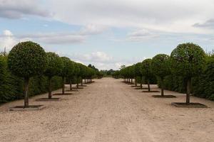 Camino del jardín francés con árboles de forma redonda foto