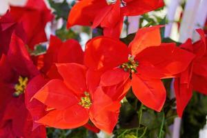 Colorful christmas red artificial flower with blue background. photo