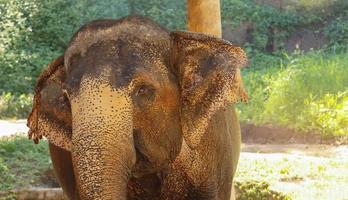 Close up elephants in nature photo