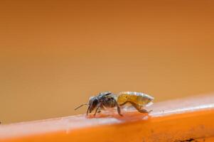 wild bee macro on honeycomb photo