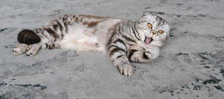 Adorable gato escocés gris tendido sobre una alfombra gris. mascotas, cuidado, amor, lindo concepto foto