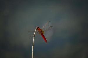 Macro shot of colorful dragonfly photo