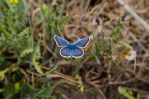 Cerca de la mariposa azul sobre la hierba verde foto