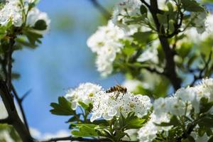 Cerca de abeja en las flores blancas foto