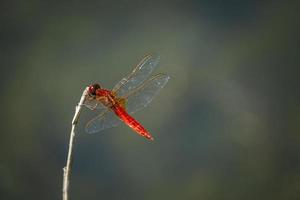 Macro shot of colorful dragonfly photo