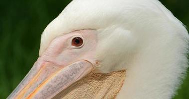 close up of pelican portrait photo