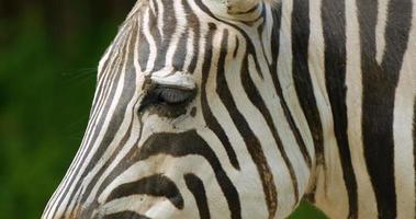 close up portrait of zebra photo