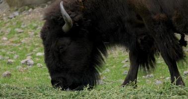 Cerrar imagen de bisonte foto