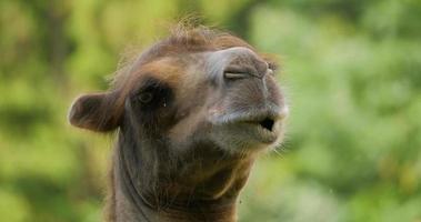 Close up portrait of camel photo